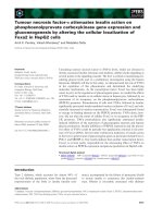 Báo cáo khoa học: Tumour necrosis factor-a attenuates insulin action on phosphoenolpyruvate carboxykinase gene expression and gluconeogenesis by altering the cellular localization of Foxa2 in HepG2 cells pptx