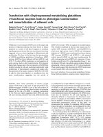 Báo cáo khoa học: Transfection with 4-hydroxynonenal-metabolizing glutathione S-transferase isozymes leads to phenotypic transformation and immortalization of adherent cells pdf