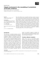 Báo cáo khoa học: Calpain involvement in the remodeling of cytoskeletal anchorage complexes potx