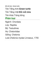 Đồi mồi dứa - Green turtle pptx