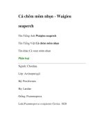 Cá chẽm mõm nhọn - Waigieu seaperch potx