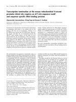 Báo cáo khoa học: Transcription termination at the mouse mitochondrial H-strand promoter distal site requires an A/T rich sequence motif and sequence speciﬁc DNA binding proteins pptx