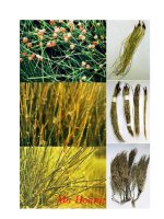 Bài thuốc trị hen phế quản pdf