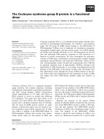 Báo cáo khoa học: The Cockayne syndrome group B protein is a functional dimer docx