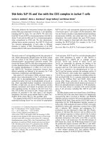 Báo cáo Y học: Shb links SLP-76 and Vav with the CD3 complex in Jurkat T cells pptx