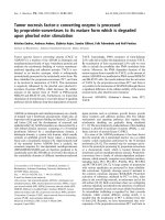 Báo cáo khoa học: Tumor necrosis factor-a converting enzyme is processed by proprotein-convertases to its mature form which is degraded upon phorbol ester stimulation pptx