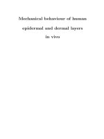 Mechanical behaviour of human epidermal and dermal layers in vivo pdf