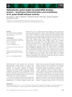 Báo cáo khoa học: Helicobacter pylori single-stranded DNA binding protein – functional characterization and modulation of H. pylori DnaB helicase activity pptx