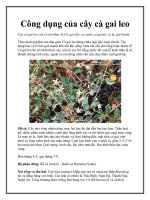 Công dụng của cây cà gai leo potx