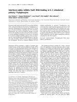 Báo cáo Y học: Interferon-alpha inhibits Stat5 DNA-binding in IL-2 stimulated primary T-lymphocytes doc