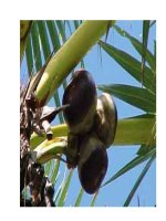 Công dụng chữa bệnh của thốt nốt potx