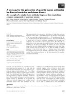 Báo cáo khoa học: A strategy for the generation of speciﬁc human antibodies by directed evolution and phage display An example of a single-chain antibody fragment that neutralizes a major component of scorpion venom docx