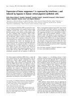 Báo cáo khoa học: Expression of heme oxygenase-1 is repressed by interferon-c and induced by hypoxia in human retinal pigment epithelial cells pot