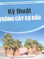 kỹ thuật trồng cây cọ dầu