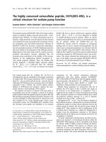 Báo cáo khoa học: The highly conserved extracellular peptide, DSYG(893–896), is a critical structure for sodium pump function docx