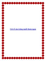 Cải rổ xào trứng muối thơm ngon ppt