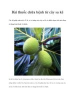 Bài thuốc chữa bệnh từ cây sa kê potx