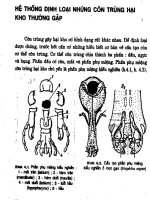 Hệ thống định loại những côn trùng hại kho thường gặp pot