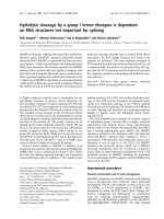 Báo cáo khóa học: Hydrolytic cleavage by a group I intron ribozyme is dependent on RNA structures not important for splicing pot