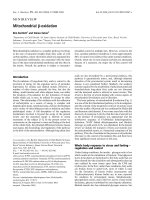 Báo cáo khóa học: Mitochondrialb-oxidation pdf