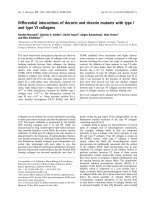 Báo cáo khoa học: Differential interactions of decorin and decorin mutants with type I and type VI collagens pptx