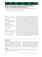 Báo cáo khoa học: SAF-3, a novel splice variant of the SAF-1/MAZ/Pur-1 family, is expressed during inﬂammation pptx