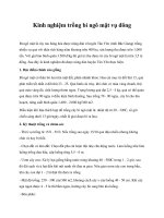 Kinh nghiệm trồng bí ngô mật vụ đông doc