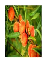 Đào tiên - Đào trường thọ? potx