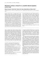 Báo cáo Y học: DAP kinase activity is critical for C2-ceramide-induced apoptosis in PC12 cells ppt