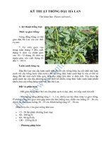 KỸ THUẬT TRỒNG ÐẬU HÀ LAN pot