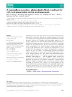 Báo cáo khoa học: A mammalian monothiol glutaredoxin, Grx3, is critical for cell cycle progression during embryogenesis doc