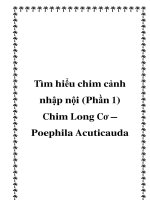 Tìm hiểu chim cảnh nhập nội (Phần 1) Chim Long Cơ – Poephila Acuticauda docx