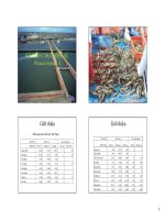 Kỹ thuật nuôi tôm sú pdf