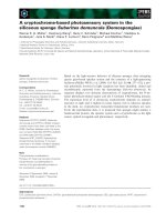 Báo cáo khoa học: A cryptochrome-based photosensory system in the siliceous sponge Suberites domuncula (Demospongiae) docx