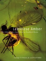 LEBANESE AMBER The Oldest Insect Ecosystem in Fossilized Resin pptx