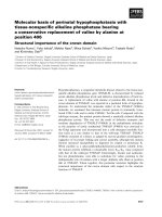 Báo cáo khoa học: Molecular basis of perinatal hypophosphatasia with tissue-nonspeciﬁc alkaline phosphatase bearing a conservative replacement of valine by alanine at position 406 Structural importance of the crown domain potx