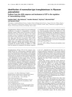 Báo cáo Y học: Identiﬁcation of mammalian-type transglutaminase in Physarum polycephalum Evidence from the cDNA sequence and involvement of GTP in the regulation of transamidating activity potx