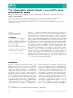 Báo cáo khoa học: The mitochondrial protein frataxin is essential for heme biosynthesis in plants potx