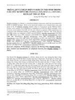 PHÂN LẬP VÀ NHẬN DIỆN VI KHUẨN NỘI SINH TRONG CÂY CÚC XUYÊN CHI (WEDELIA TRILOBATA (L.) HITCHE.) BẰNG KỸ THUẬT PCR pptx