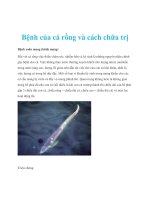 Bệnh của cá rồng và cách chữa trị potx