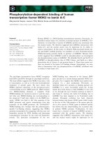 Báo cáo khoa học: Phosphorylation-dependent binding of human transcription factor MOK2 to lamin A⁄C pot