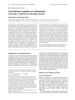Báo cáo Y học: Transcriptional regulation of erythropoiesis Fine tuning of combinatorial multi-domain elements ppt