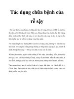 Tác dụng chữa bệnh của rễ sậy potx