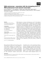Báo cáo khoa học: DNA polymerase e associates with the elongating form of RNA polymerase II and nascent transcripts pot