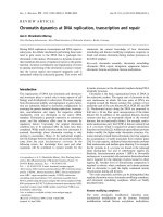 Báo cáo khoa học: Chromatin dynamics at DNA replication, transcription and repair pdf