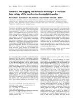 Báo cáo khoa học: Functional ﬁne-mapping and molecular modeling of a conserved loop epitope of the measles virus hemagglutinin protein pdf