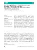 Báo cáo khoa học: Sp3 transcription factor is crucial for transcriptional activation of the human NOX4 gene doc