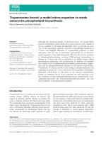 Báo cáo khoa học: Trypanosoma brucei: a model micro-organism to study eukaryotic phospholipid biosynthesis docx