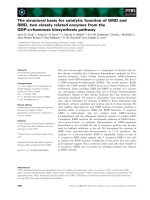 Báo cáo khoa học: The structural basis for catalytic function of GMD and RMD, two closely related enzymes from the GDP-D-rhamnose biosynthesis pathway pdf