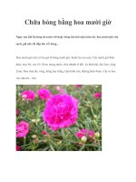 Chữa bỏng bằng hoa mười giờ potx